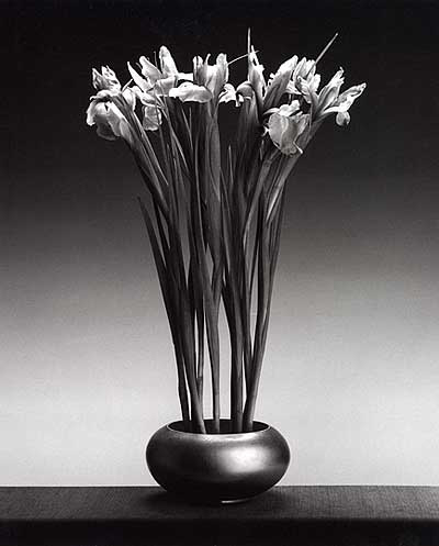 Mapplethorpe